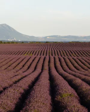 Fabuleuse Provence