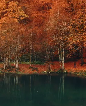 Voir l'automne, une saison en France