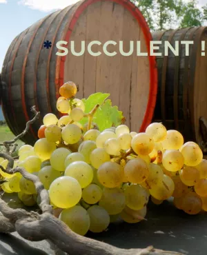 Succulent ! Le vin nature : rencontres avec les visages de cette mouvance, en Alsace Succulent ! Le vin nature : rencontres avec les visages de cette mouvance, en Alsace