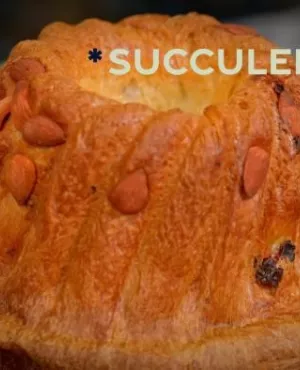Succulent ! La Brioche