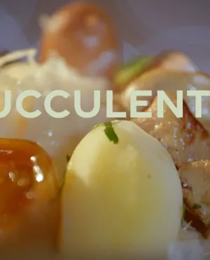 Succulent la choucroute
