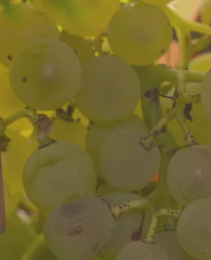 Un vignoble de cognac