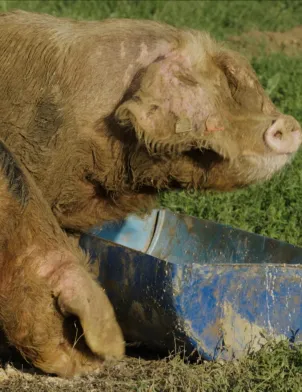 Animaux, patrimoine oublié !