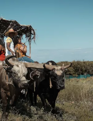 LES NOUVEAUS DEFIS SAISON 4 DU JEUDI 6 NOVEMBRE 2025 SUR @REUNIONLA1ERE MÉTIER: rencontre avec Sandy Faconnier, aux rênes d’une des dernières charrette-bœuf de l’île. Un métier lontan et un moyen de transport remis au goût du jour grâce au tourisme et à l’événementiel.