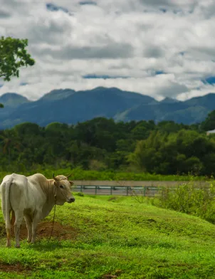 Photo agriculture Martinique