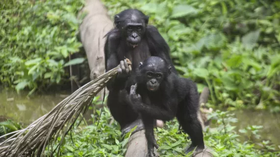 Une saison chez les Bonobos