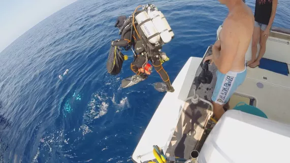 Plongée d'un corailleur Plongée d'un corailleur