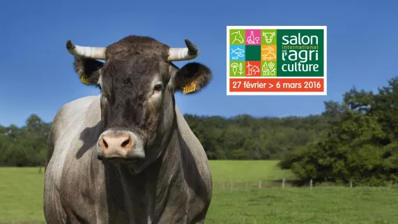 Cerise, vache mascotte du SIA