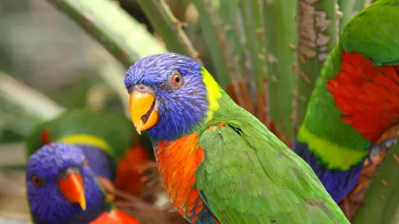 Des perroquets colorés du parc des oiseaux
