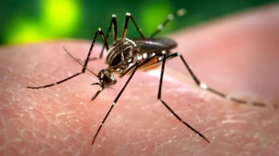 Zika