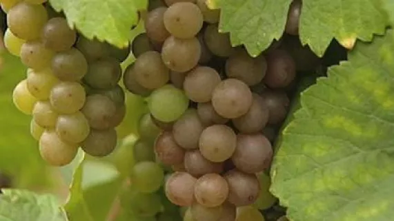 France 3 Alsace à la Foire aux Vins de Colmar  - crédit FTV France 3 Alsace à la Foire aux Vins de Colmar