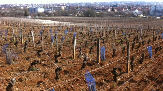 Dijon, terre de vins