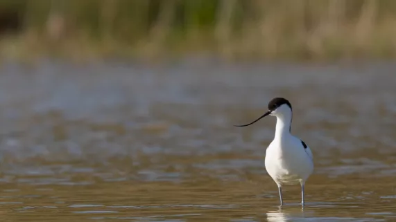 MARQUENTERRE, ENTRE TERRE ET MER