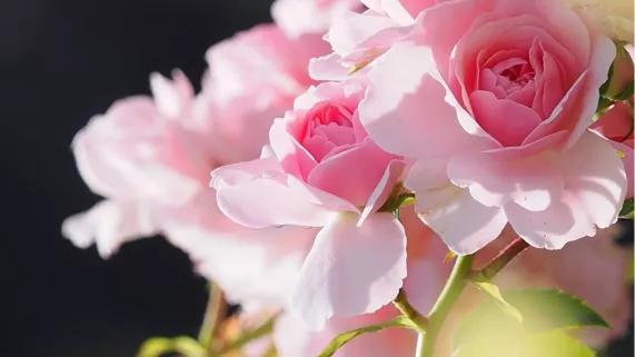 Ermenonville, aux sources du romantisme