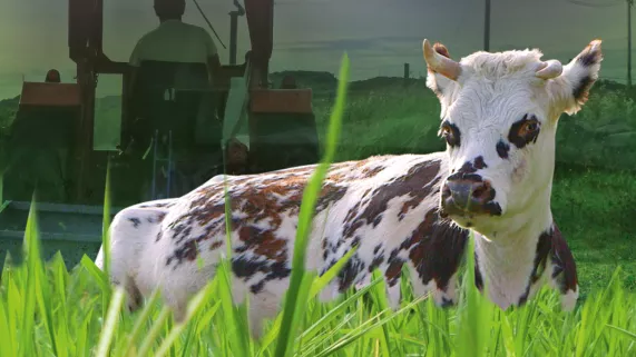 Le veau, la vache et le territoire