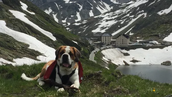 Saint-Bernard, le roi des alpages