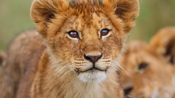 GRANDEURS NATURE - PREMIERS PAS DANS LA VIE SAUVAGE