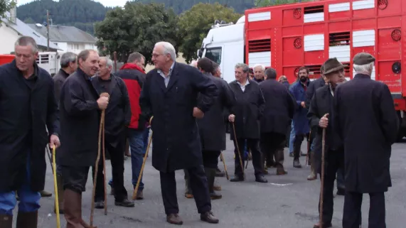 Négociants en bestiaux