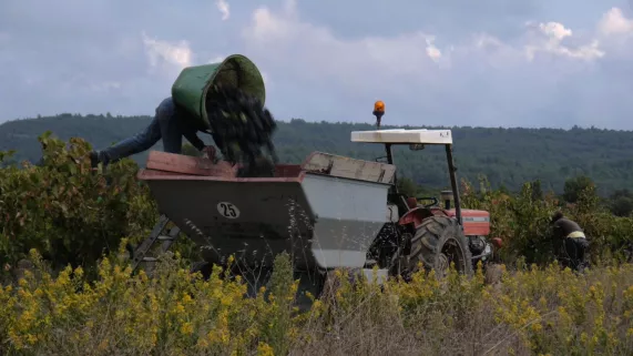 Tracteur et vendangeurs dans les vignes