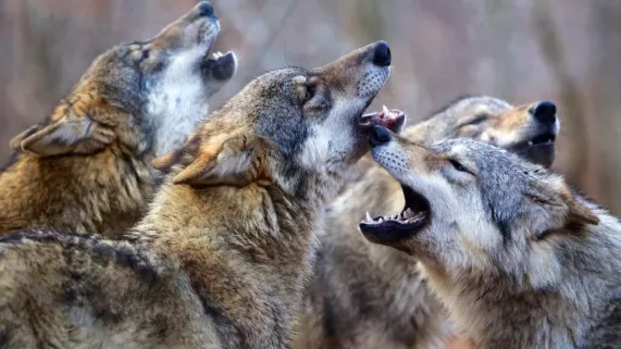 Meute de loups