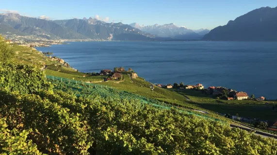 Suisse, les vendanges verticales