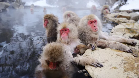 Singes