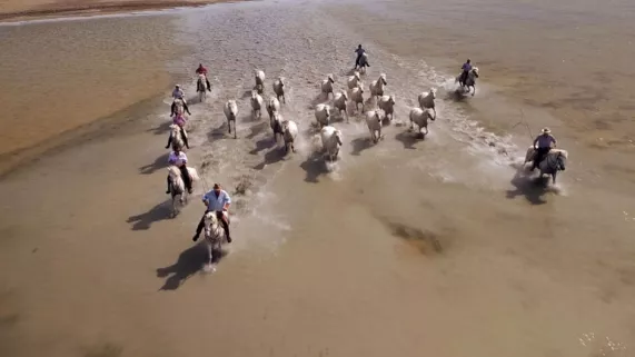 Camargue Les Guardians  Camargue Les Guardians