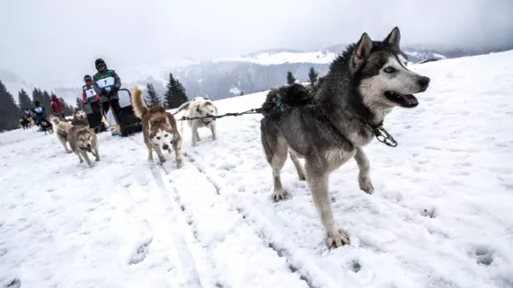 La Grande Odyssée Savoie Mont-Blanc © V. Piccerelle La Grande Odyssée Savoie Mont-Blanc © V. Piccerelle