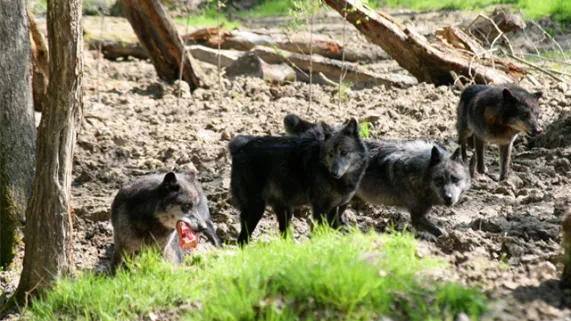 Les loups noirs - © Delphine De Lucia MaxPPP