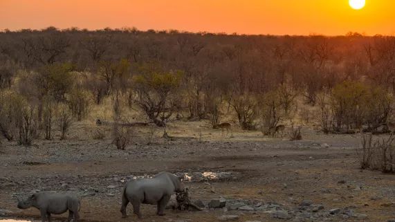 UNE SAISON DANS LA SAVANE