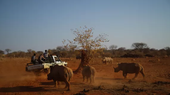 UNE SAISON DANS LA SAVANE