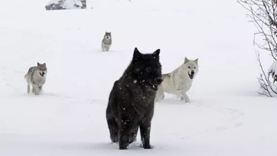 LA JEUNE FILLE ET LES LOUPS