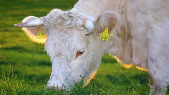 Vache charolaise