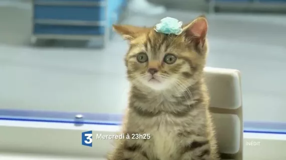 les animaux les animaux