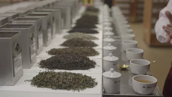 THÉ MANIA THÉ MANIA