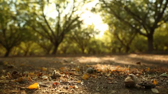 © Babel Doc L'AMANDE, LES SECRETS D'UN SUPER ALIMENT