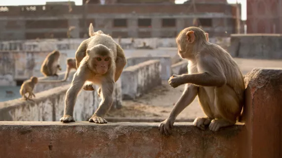 PLANETE ANIMALE 2
