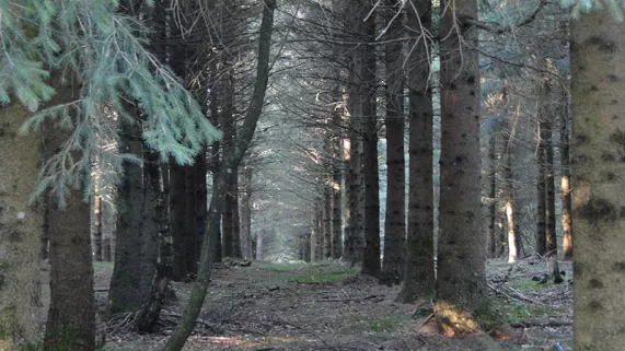 Des bois noirs - crédit L'atelier documentaire Des bois noirs