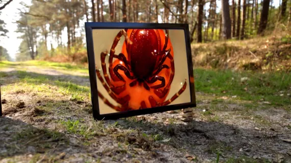 © Pulsations avec la participation de France Télévisions LA MALADIE DE LYME