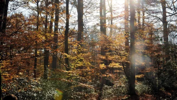 La forêt © Max PPP