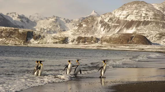 Manchot pour la vie Manchot pour la vie