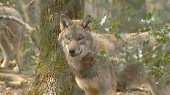 Loup