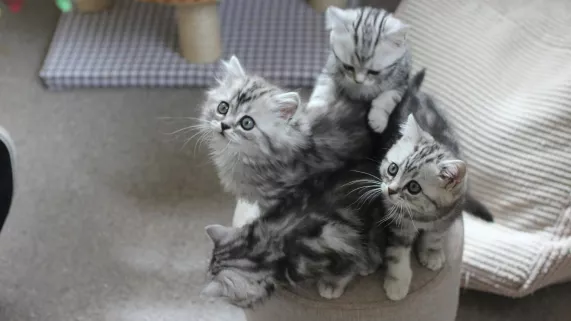 Brook Lapping Productions UNE VIE DE CHATON