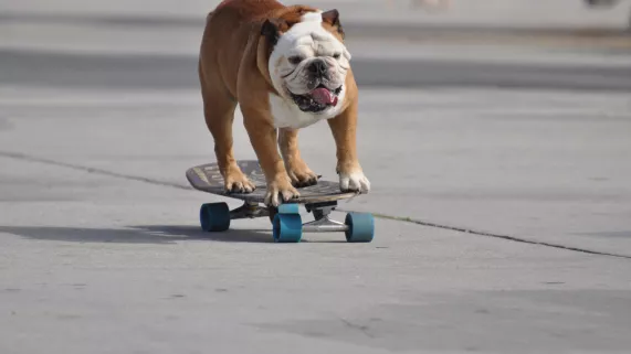 Emma Brennand / BBC SINGES MALINS ET PERROQUETS PRODIGES