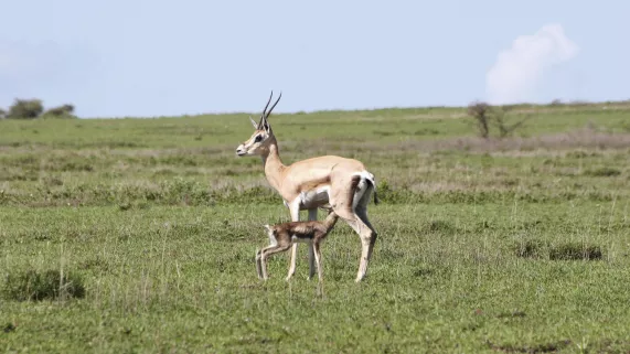 © Nature Conservation Films WW 2007 CONTE SAUVAGE DU SERENGETI