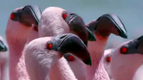 L’Été sur France 5 L’Été sur France 5