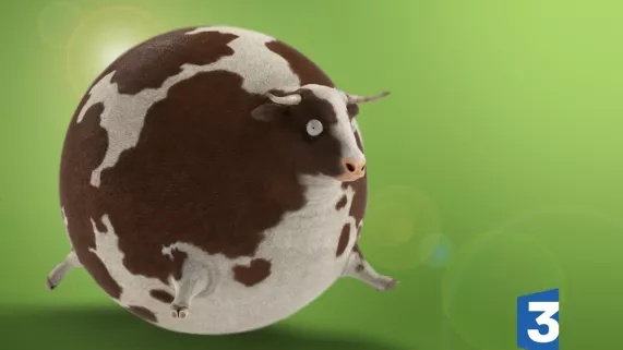 vache