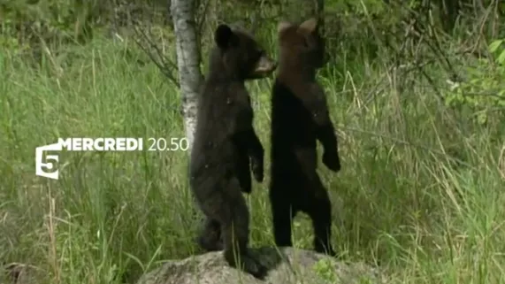Seul au milieu des ours  Seul au milieu des ours