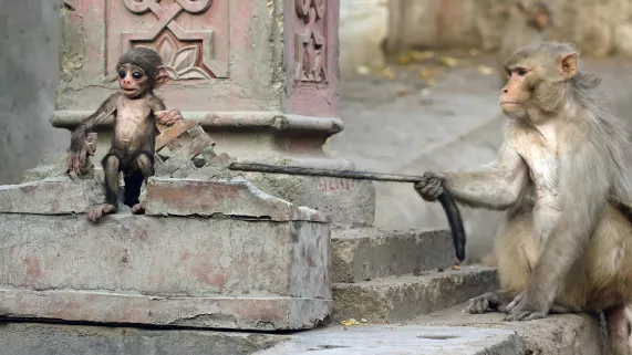 © John Downer Productions / BBC CAMERAS ESPIONS EN TERRE ANIMALE