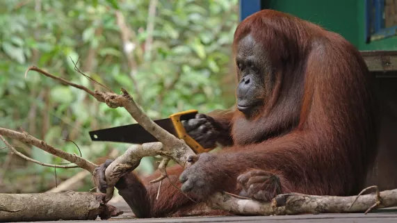 © John Downer Productions / BBC CAMERAS ESPIONS EN TERRE ANIMALE